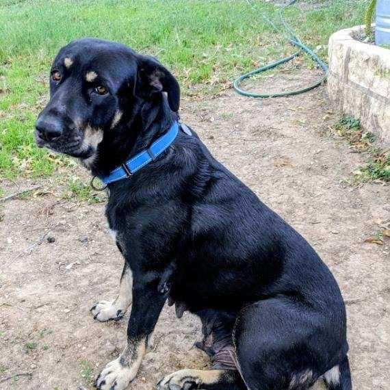 Enlarge Nico Hischier, a Adoptable Hound in Huntington, WV image 1/6