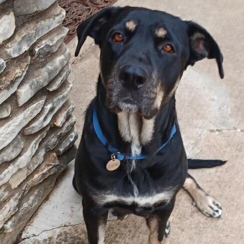 Enlarge Nico Hischier, a Adoptable Hound in Huntington, WV image 2/6