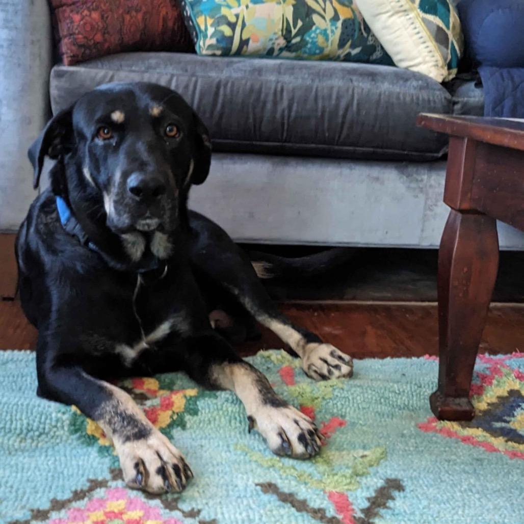 Enlarge Nico Hischier, a Adoptable Hound in Huntington, WV image 3/6