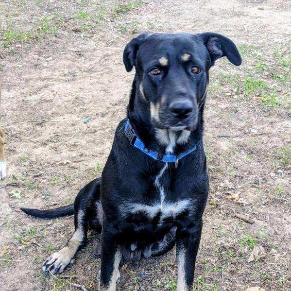Enlarge Nico Hischier, a Adoptable Hound in Huntington, WV image 4/6