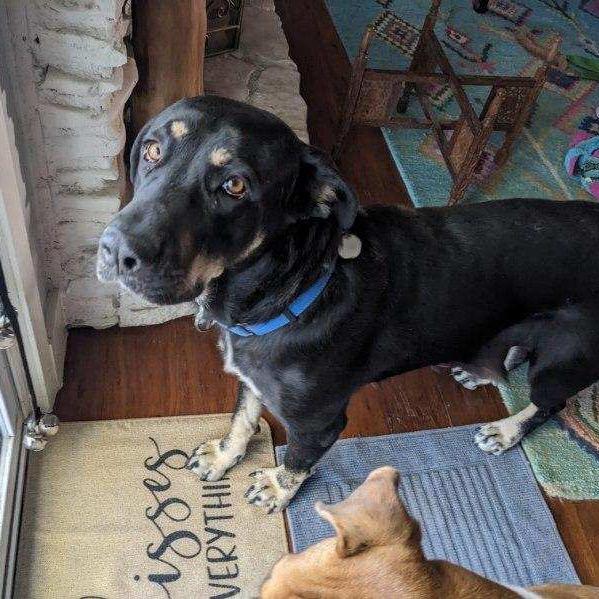 Enlarge Nico Hischier, a Adoptable Hound in Huntington, WV image 5/6