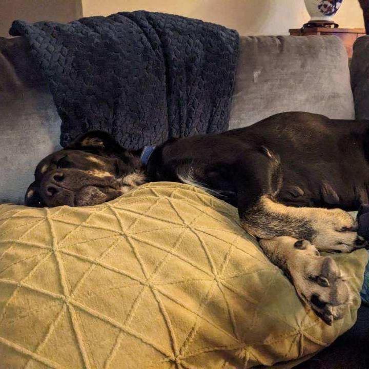 Enlarge Nico Hischier, a Adoptable Hound in Huntington, WV image 6/6