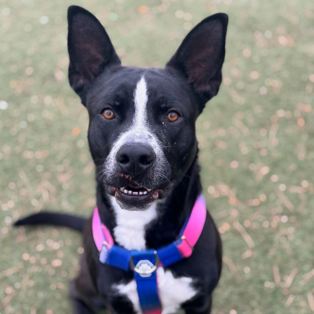 Enlarge Kahuku, a Adoptable mixed breed in Henderson, NV image 1/4