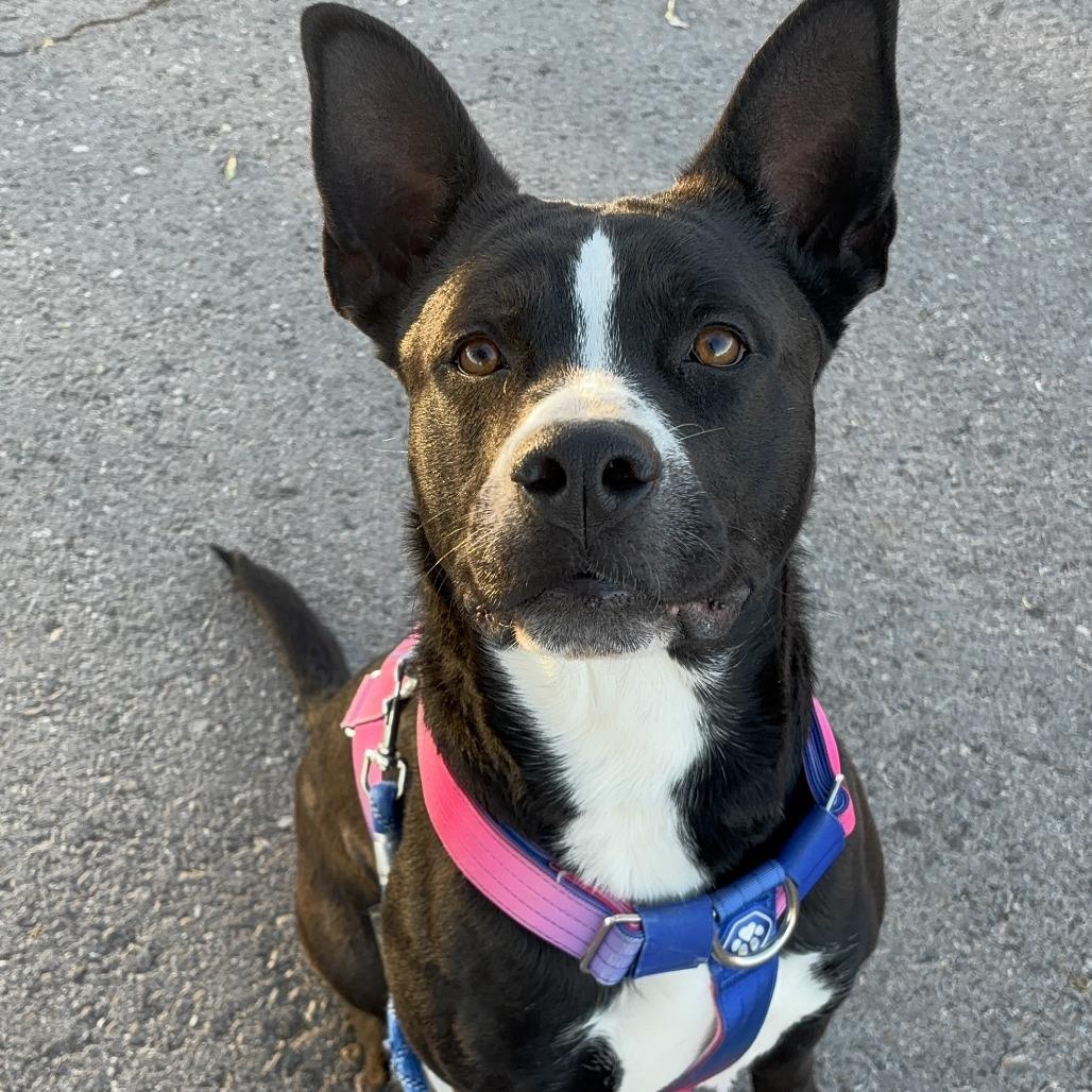 Enlarge Kahuku, a Adoptable mixed breed in Henderson, NV image 3/4