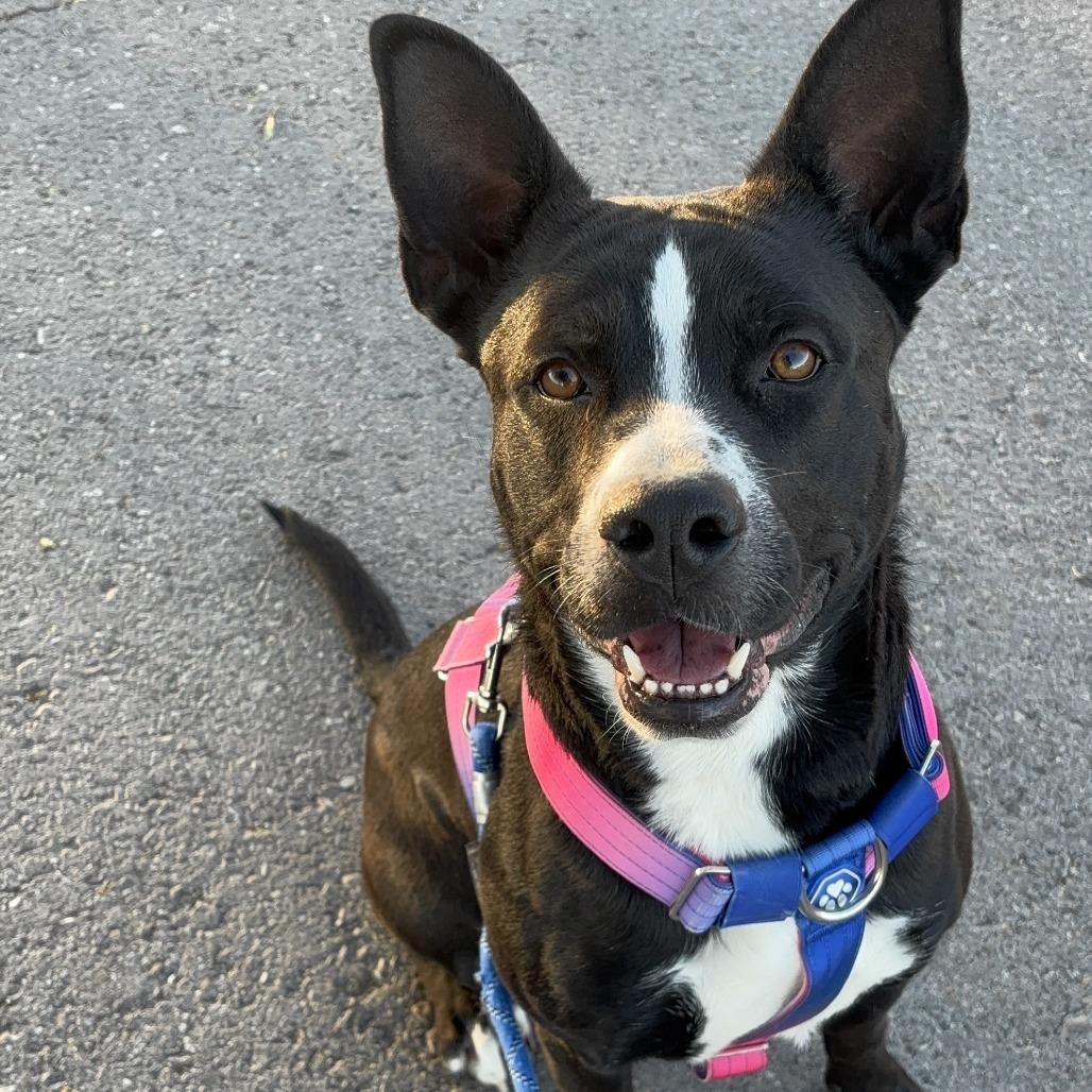 Enlarge Kahuku, a Adoptable mixed breed in Henderson, NV image 4/4