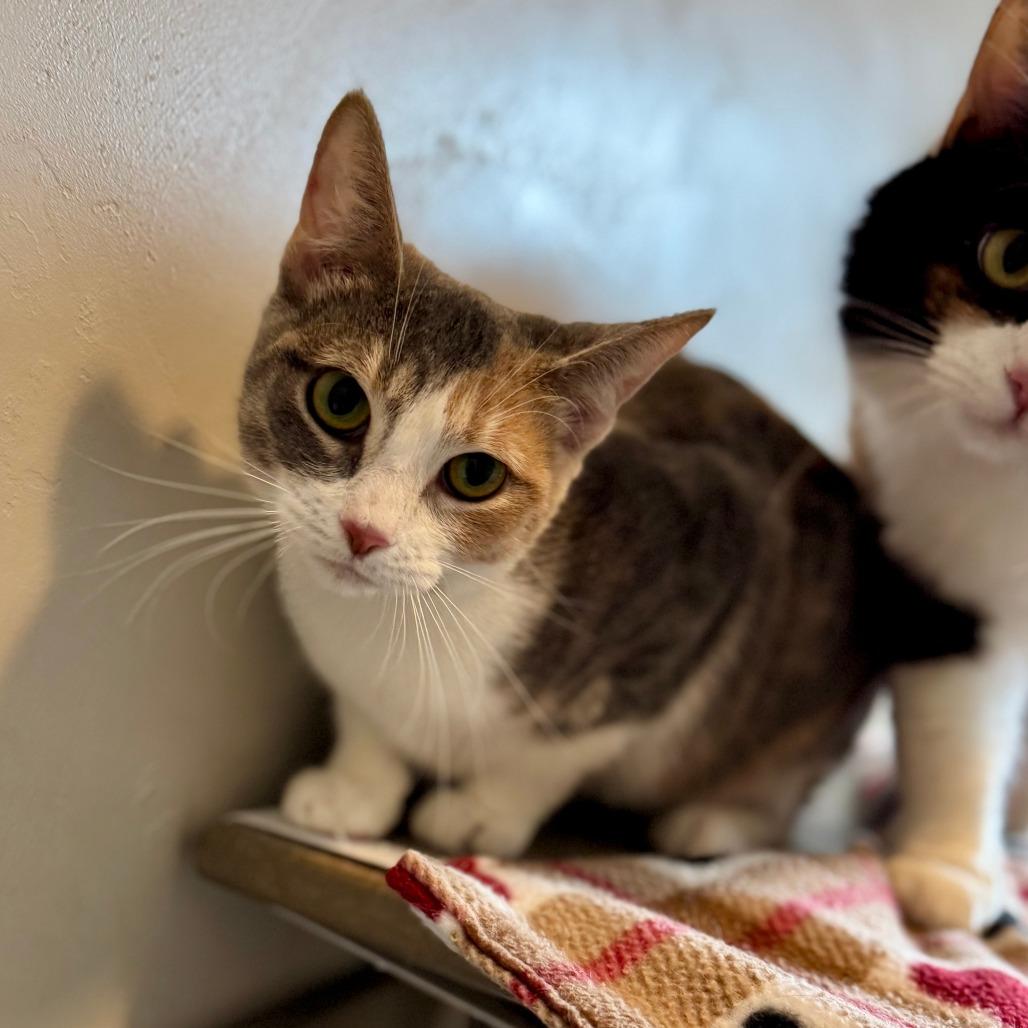 Prada, Adoptable, Young Female Domestic Short Hair.