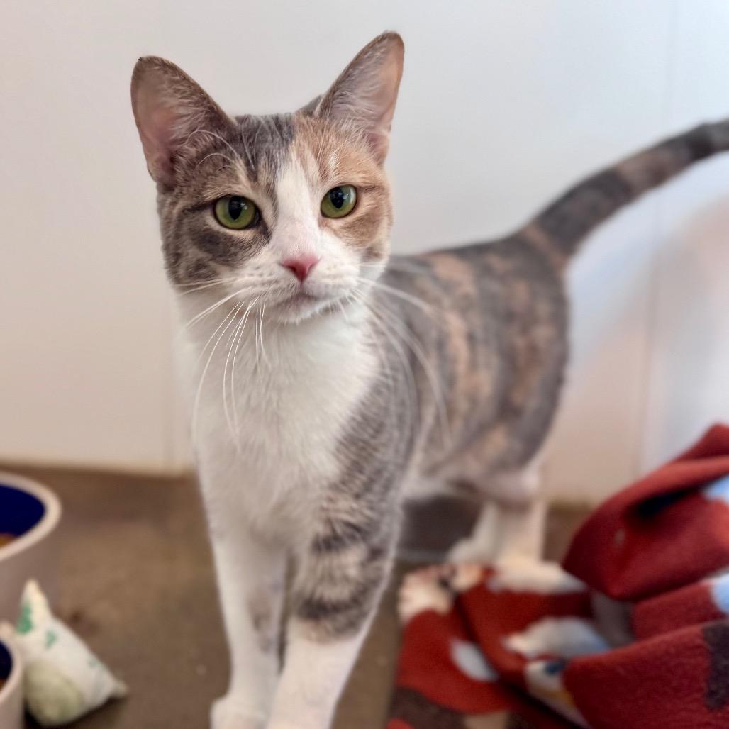 Enlarge Prada, a Adoptable Domestic Short Hair in Green Bay, WI image 3/6