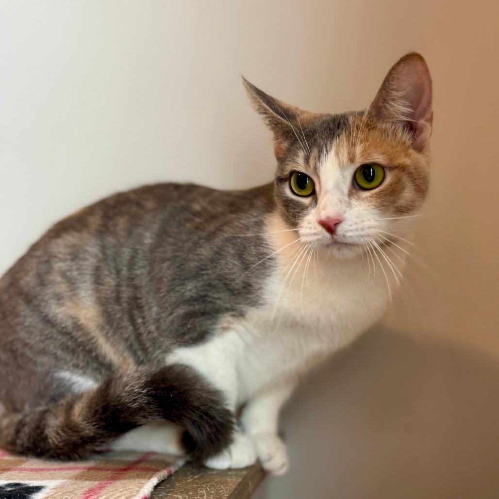 Enlarge Prada, a Adoptable Domestic Short Hair in Green Bay, WI image 5/6
