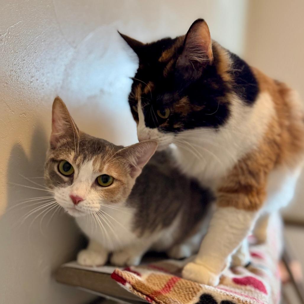 Enlarge Prada, a Adoptable Domestic Short Hair in Green Bay, WI image 6/6