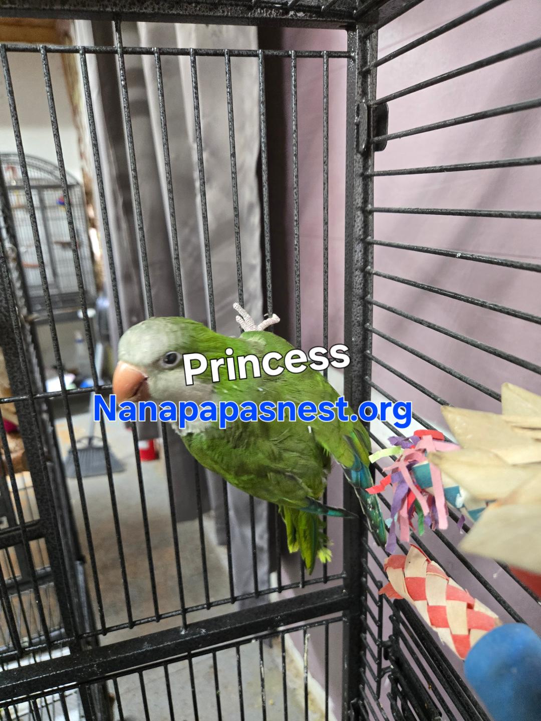 Enlarge Princess, a Adoptable Quaker Parakeet in Wakefield, VA image 1/1