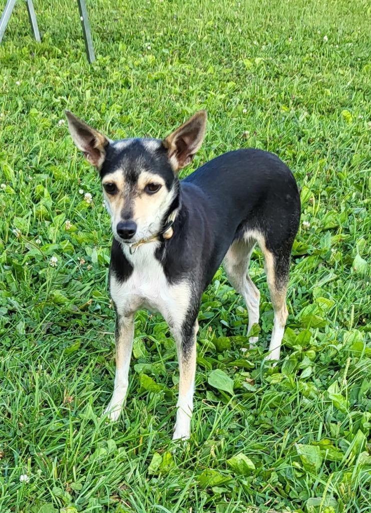 Lexi, Adopted, Adult Female Mixed Breed.