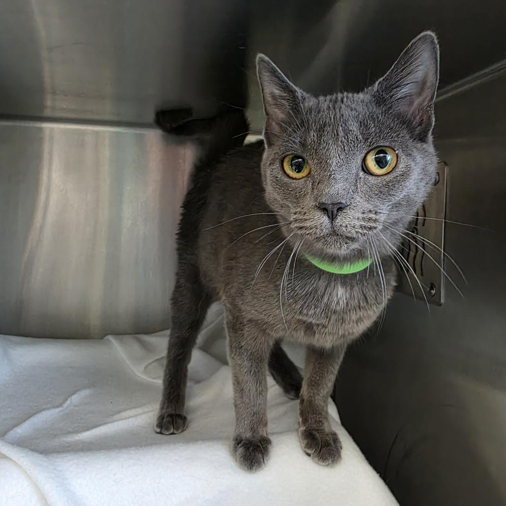 Samantha, Adoptable, Young Female Domestic Short Hair.