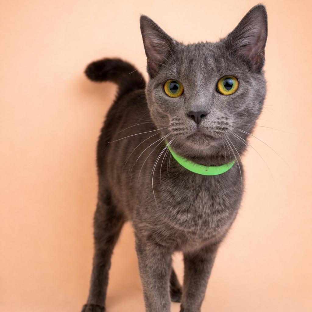 Enlarge Samantha, a Adoptable Domestic Short Hair in Fort Wayne, IN image 2/3