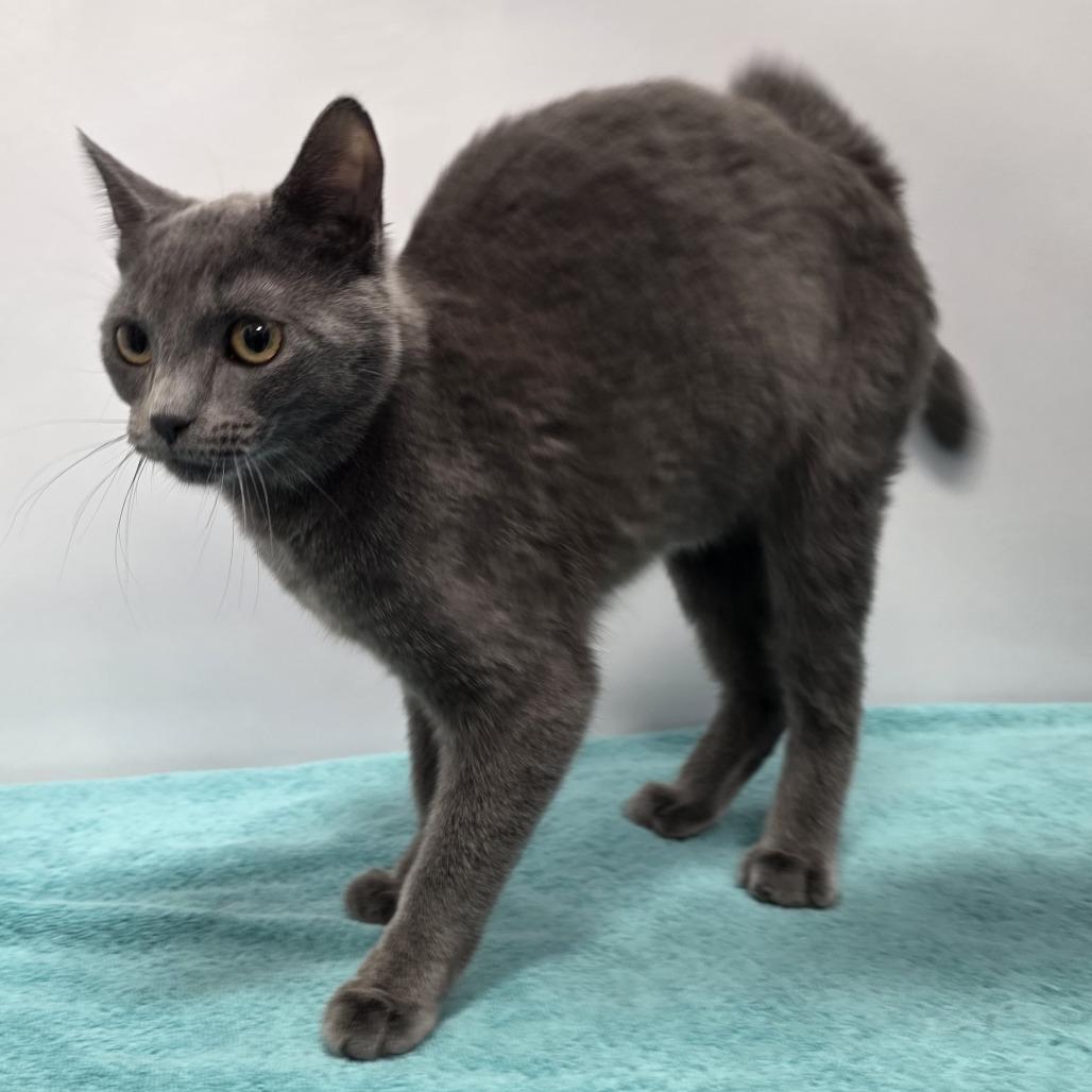 Enlarge Samantha, a Adoptable Domestic Short Hair in Fort Wayne, IN image 3/3