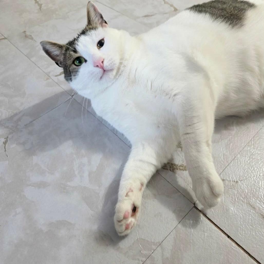 Enlarge Pancho, a Adoptable Domestic Short Hair in Bronx, NY image 3/6