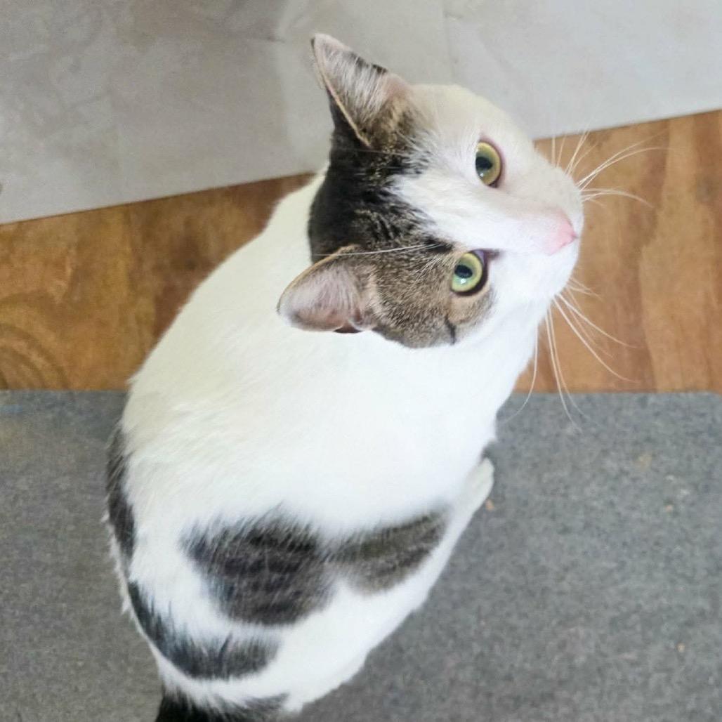 Enlarge Pancho, a Adoptable Domestic Short Hair in Bronx, NY image 2/6