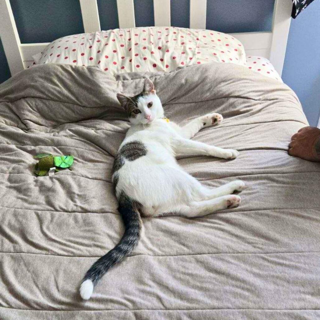 Enlarge Pancho, a Adoptable Domestic Short Hair in Bronx, NY image 5/6