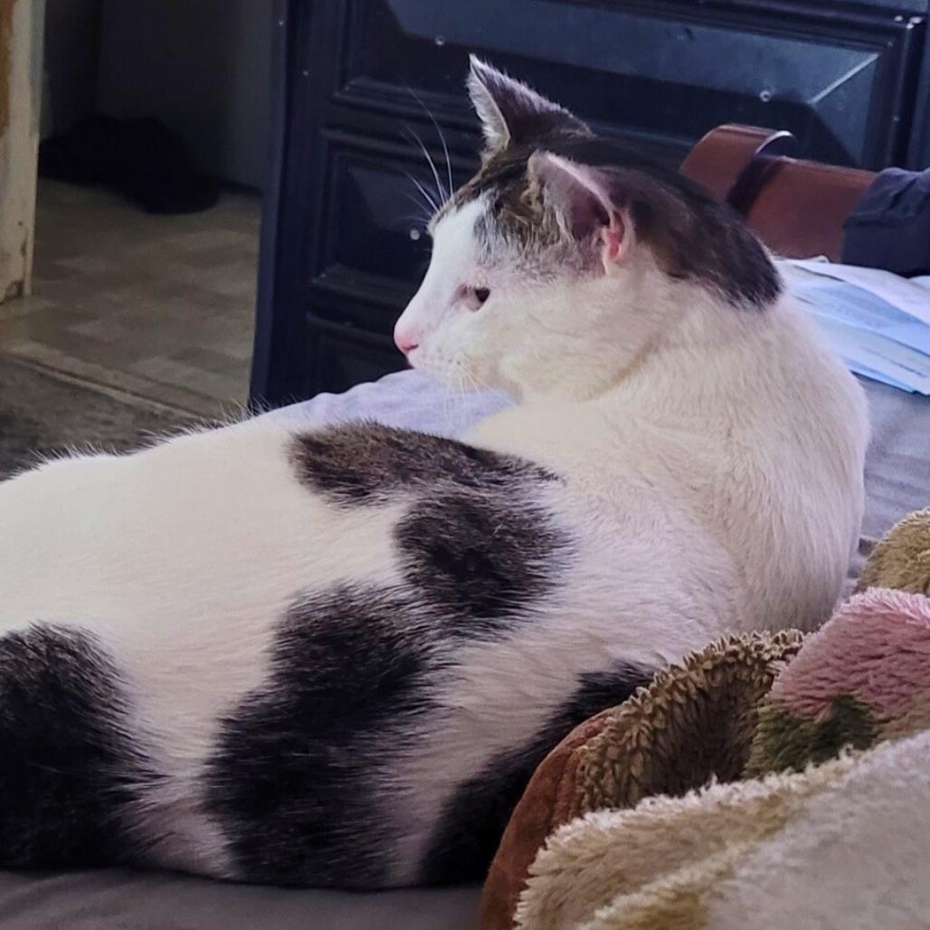 Enlarge Pancho, a Adoptable Domestic Short Hair in Bronx, NY image 4/6