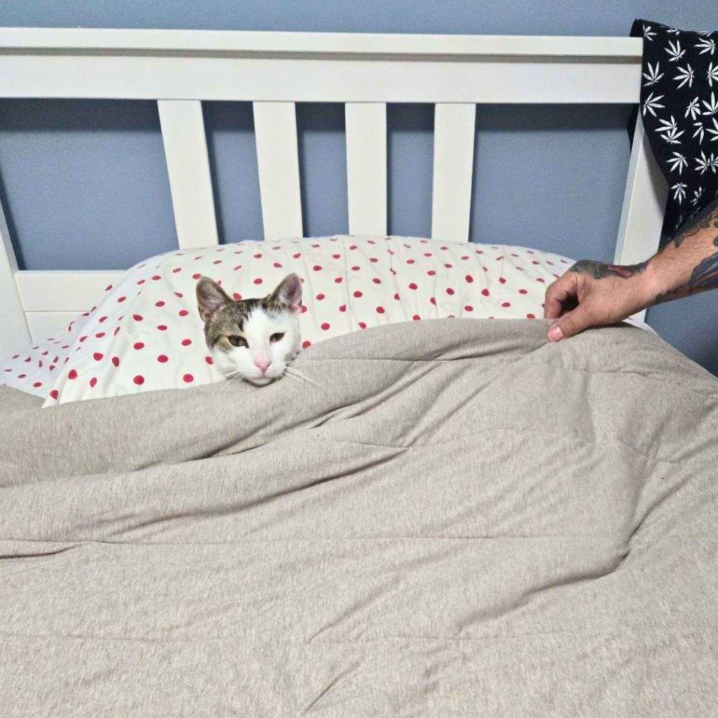 Enlarge Pancho, a Adoptable Domestic Short Hair in Bronx, NY image 2/6