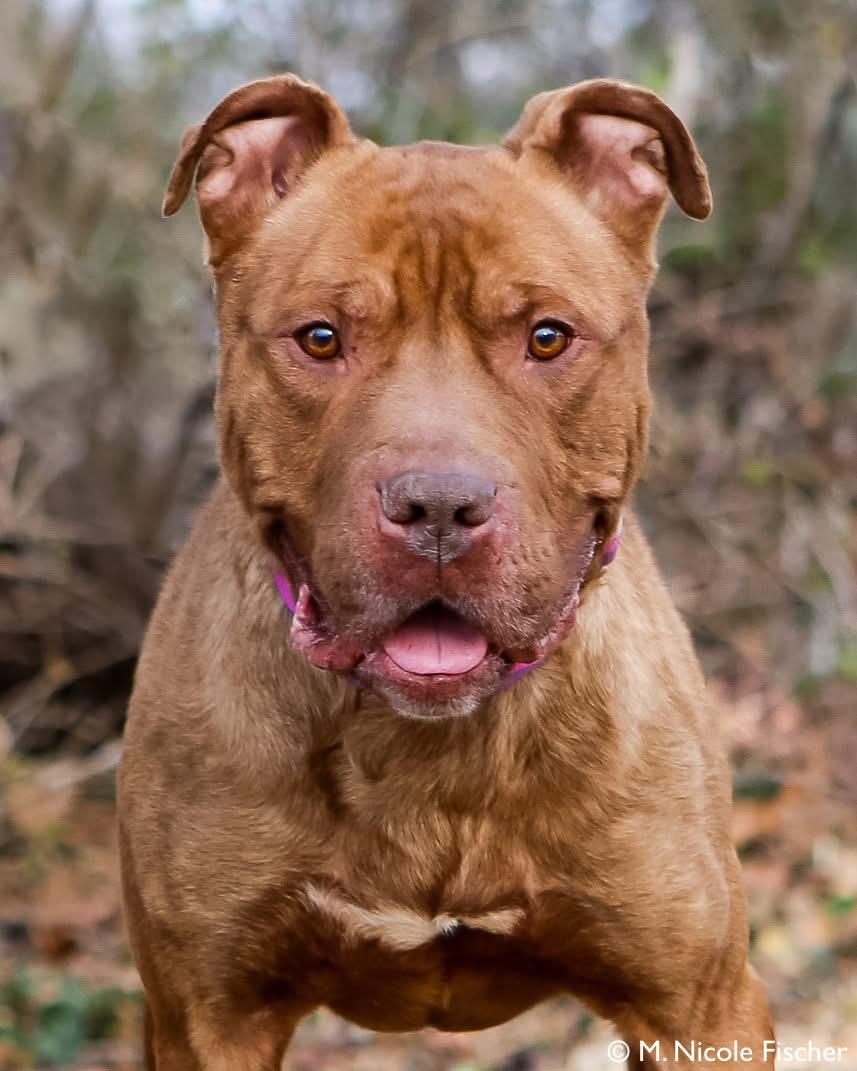 Enlarge Tommy, a ADOPTABLE mixed breed in Elizabethtown, PA image 5/6