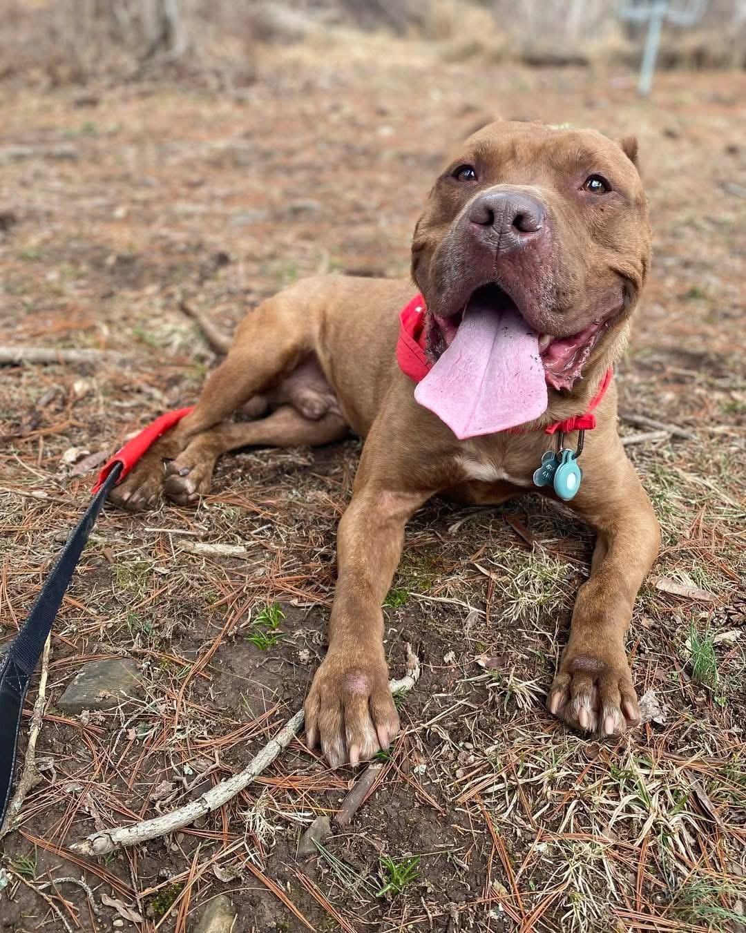 Enlarge Tommy, a ADOPTABLE mixed breed in Elizabethtown, PA image 6/6