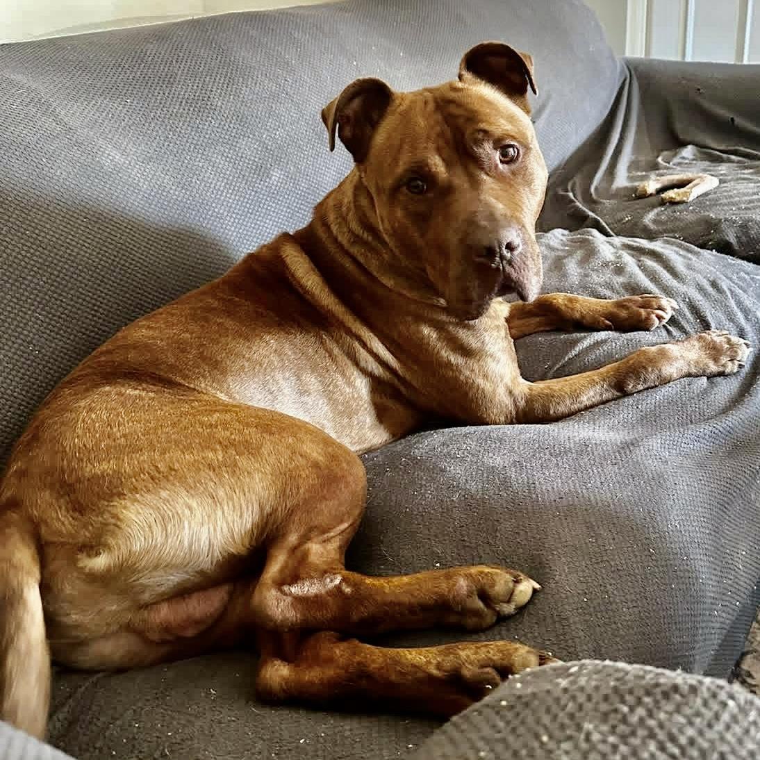 Enlarge Tommy, a ADOPTABLE mixed breed in Elizabethtown, PA image 2/6