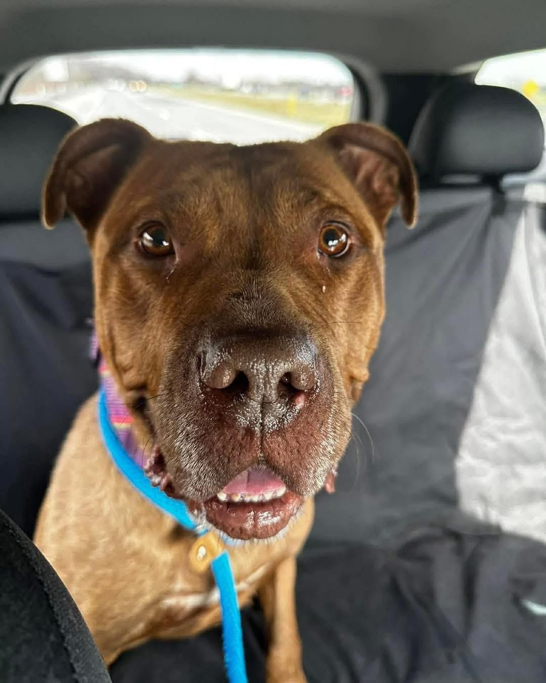 Enlarge Tommy, a ADOPTABLE mixed breed in Elizabethtown, PA image 4/6