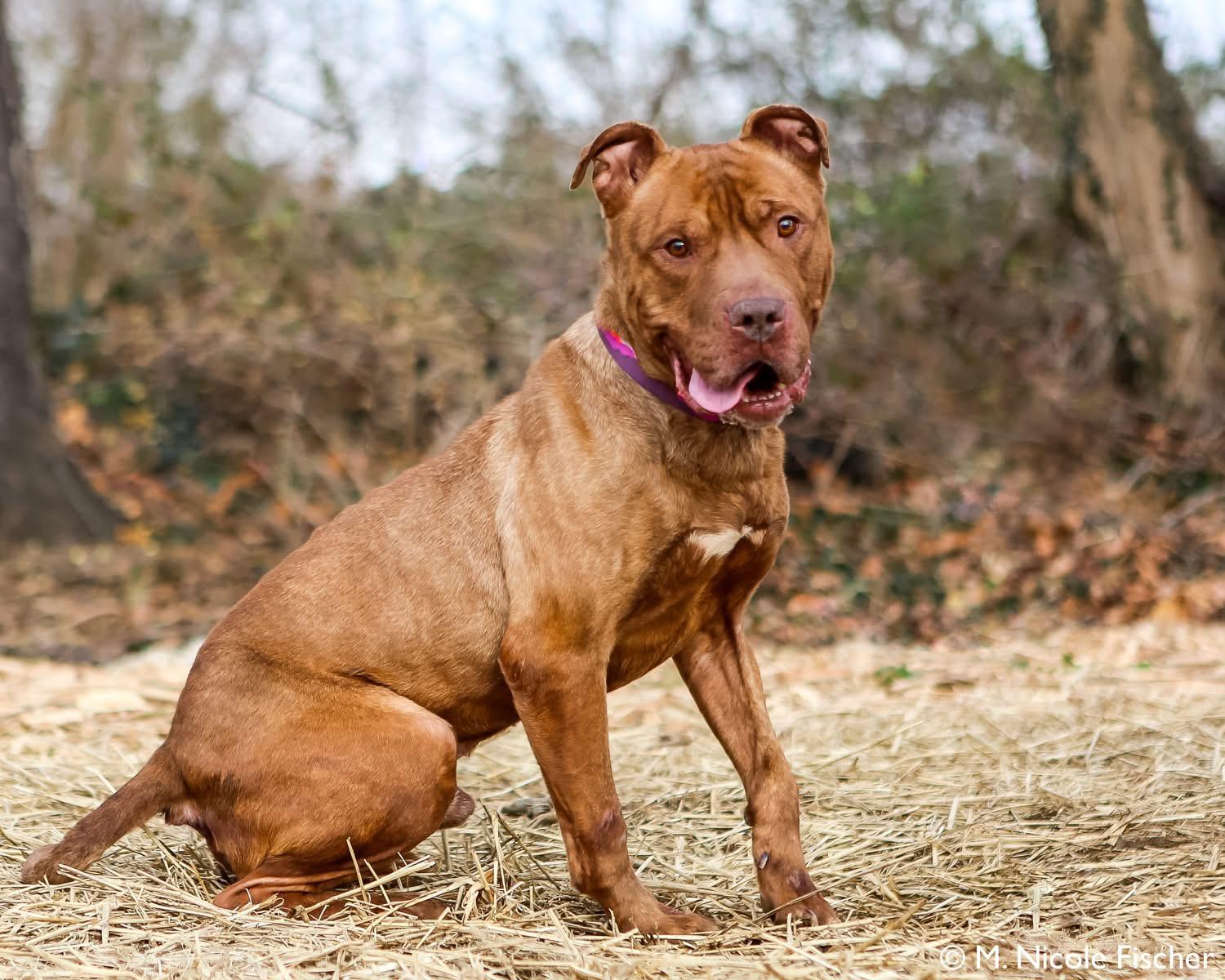 Tommy, ADOPTABLE, Adult Male Pit Bull Terrier.
