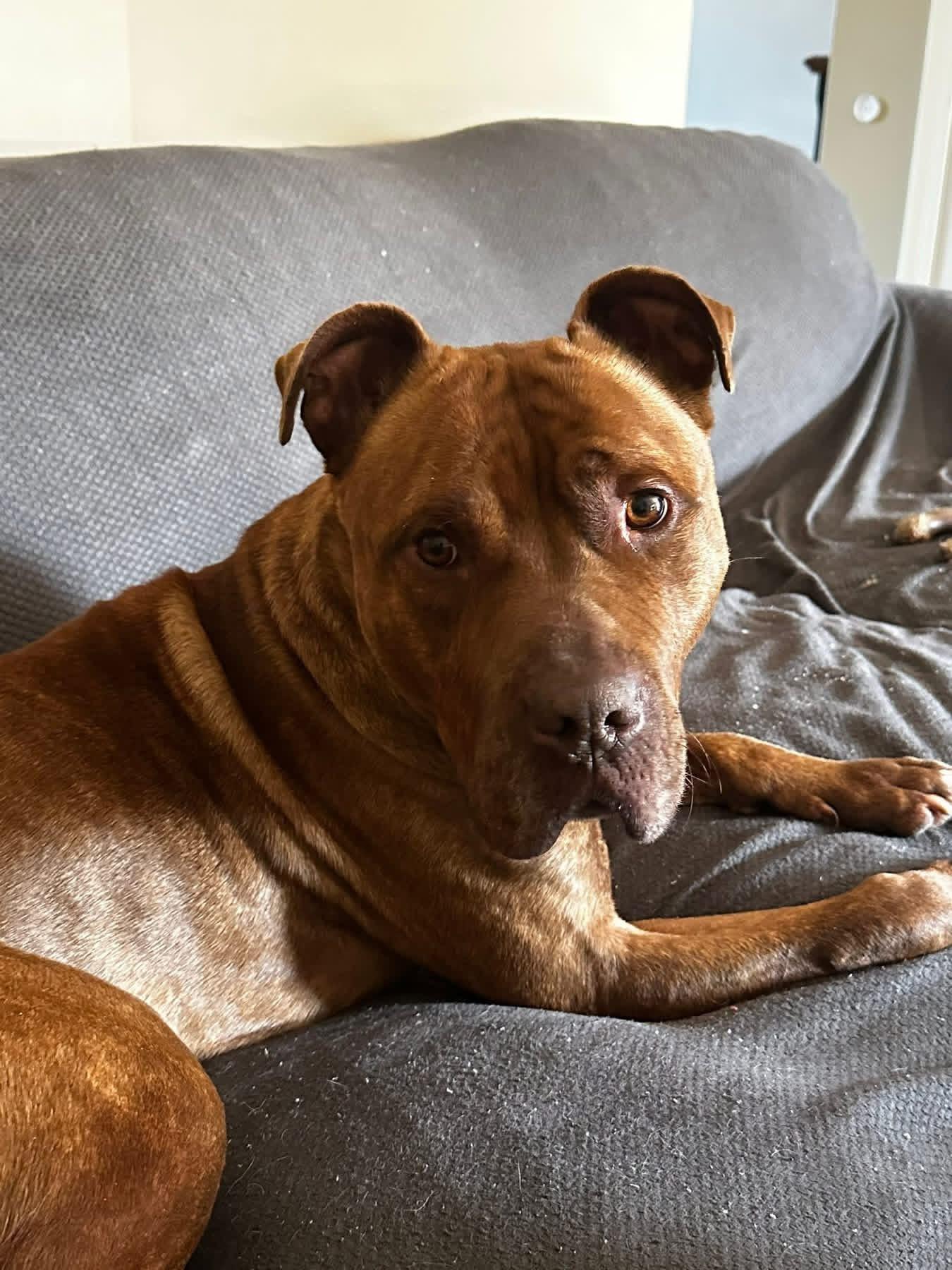 Enlarge Tommy, a ADOPTABLE mixed breed in Elizabethtown, PA image 3/6