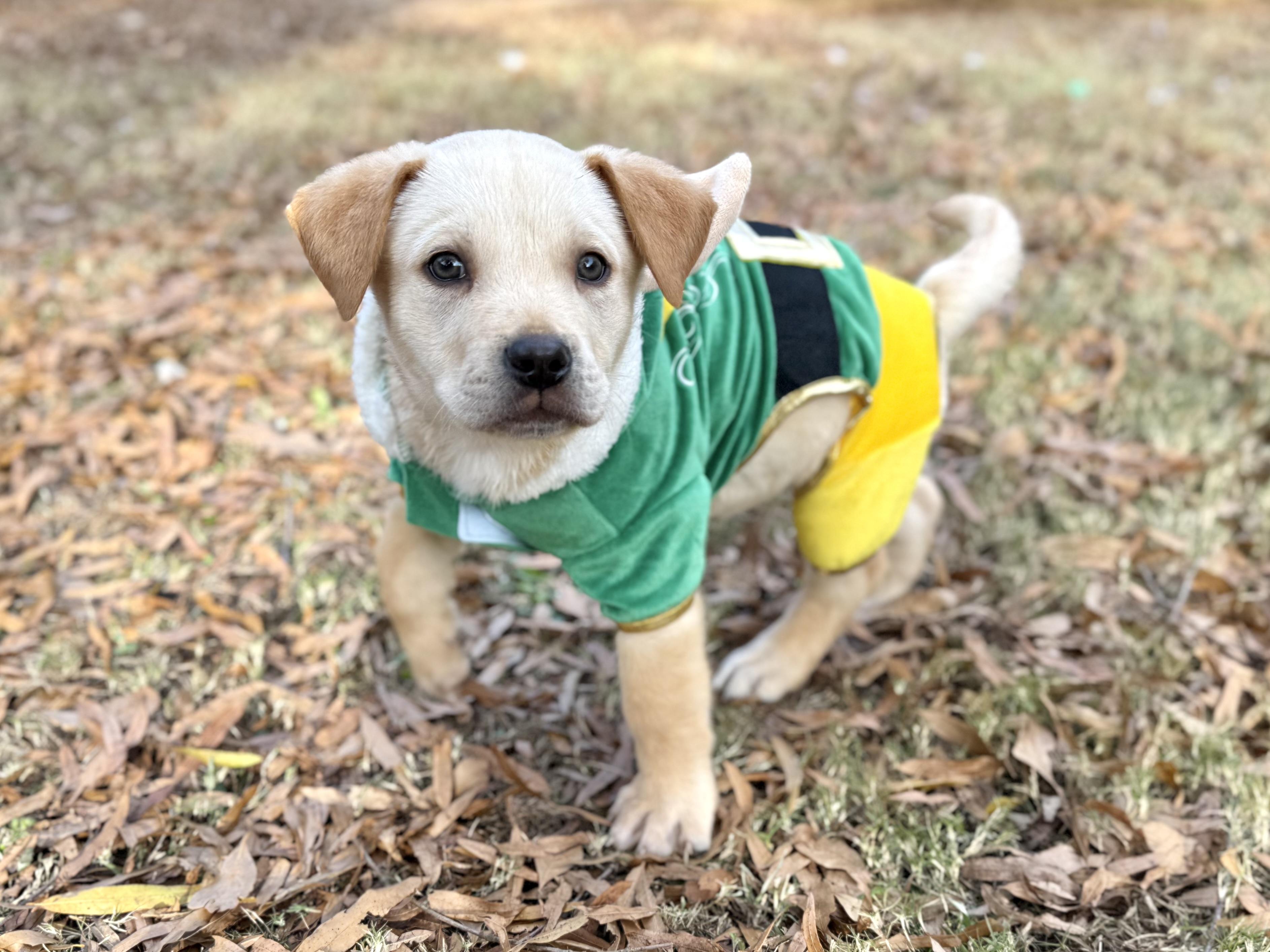 Enlarge Jep, a ADOPTABLE mixed breed in Jackson, GA image 4/6