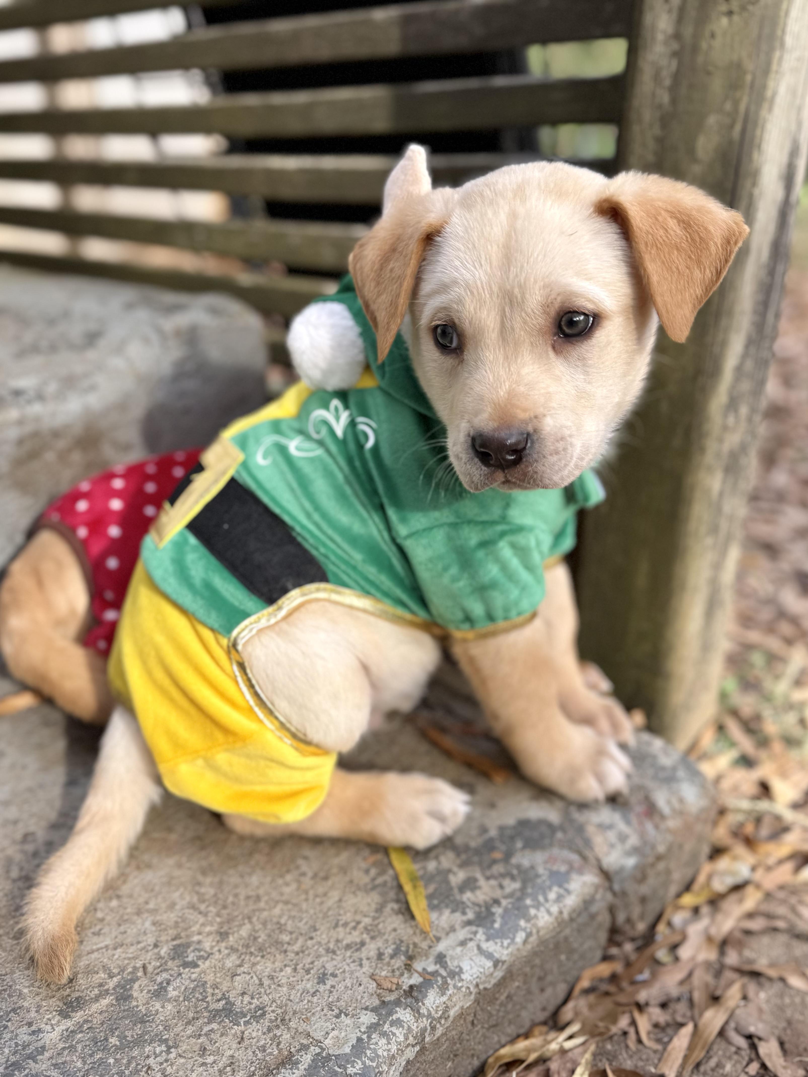 Jep, ADOPTABLE, Puppy Male Mixed Breed & Labrador Retriever.