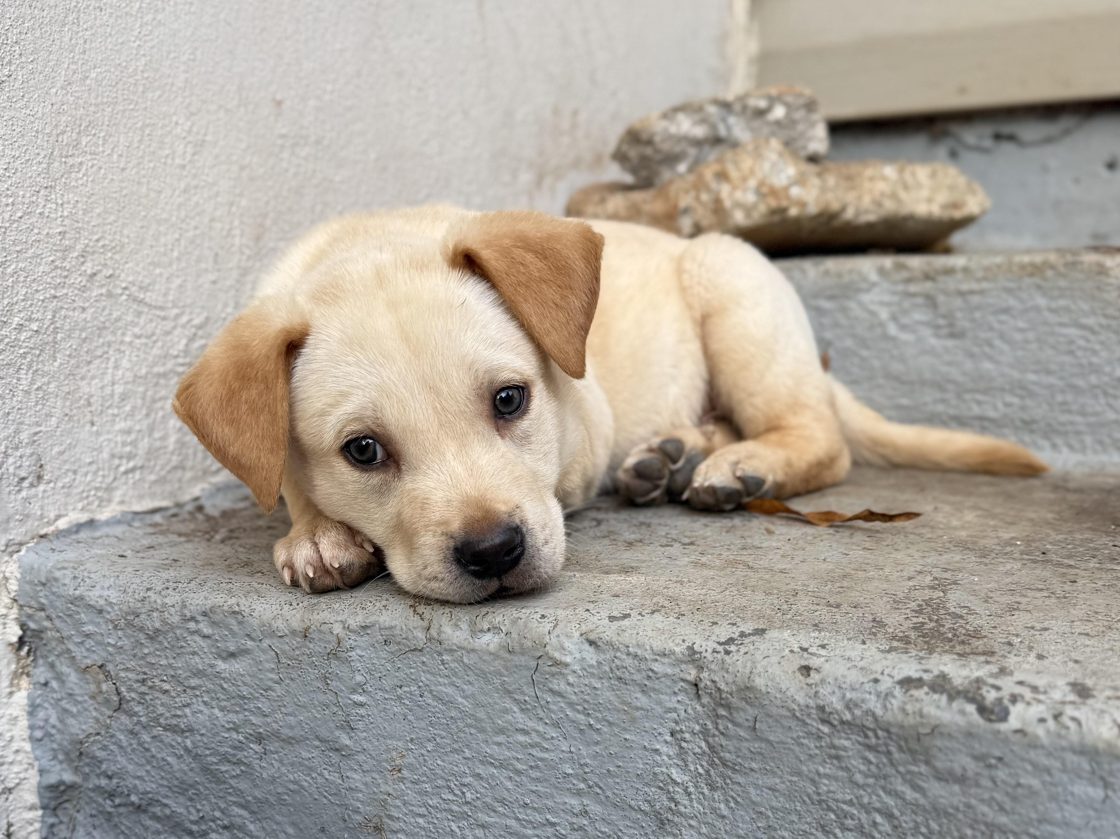 Enlarge Jep, a ADOPTABLE mixed breed in Jackson, GA image 3/6