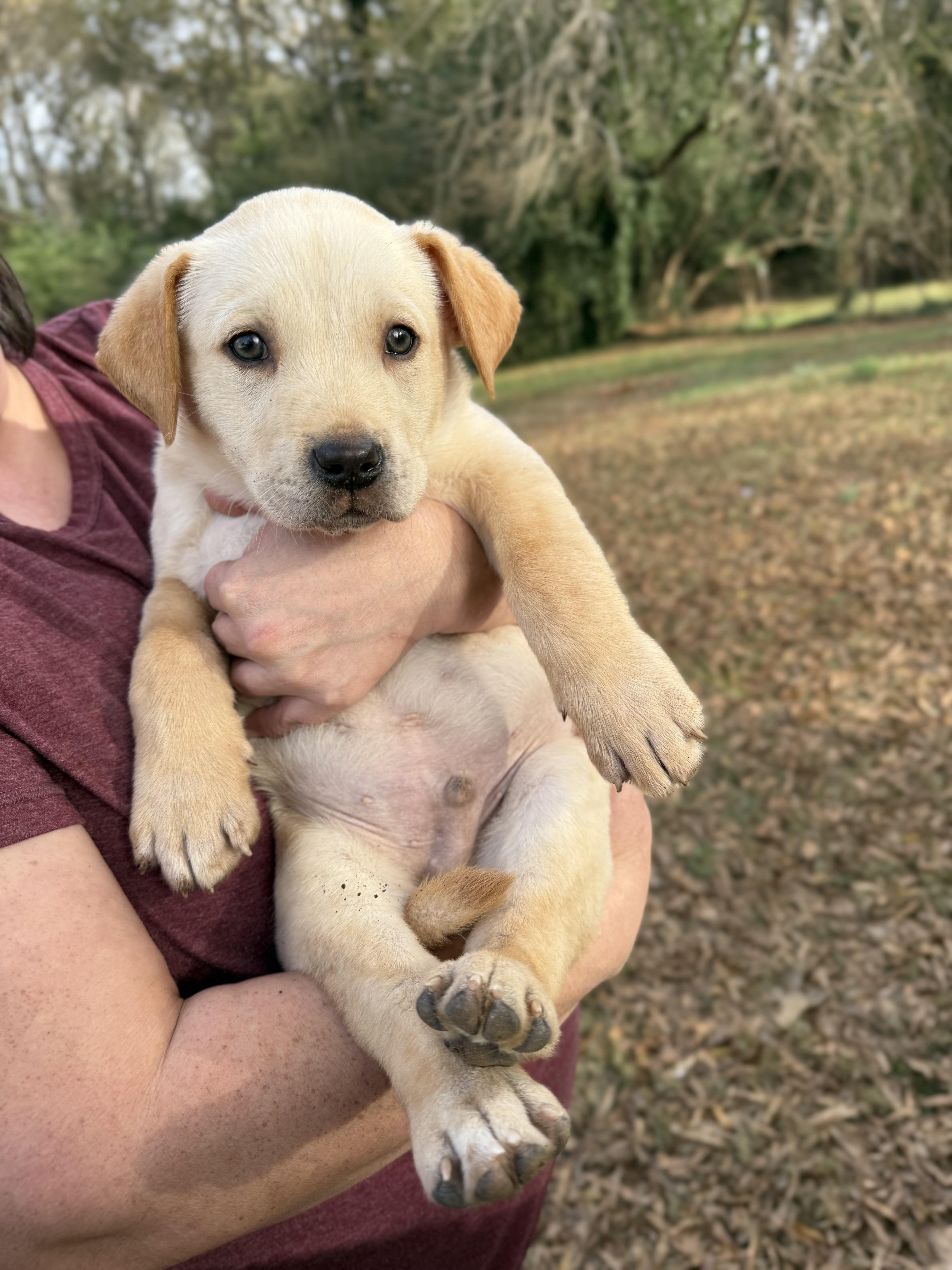 Enlarge Jep, a ADOPTABLE mixed breed in Jackson, GA image 2/6