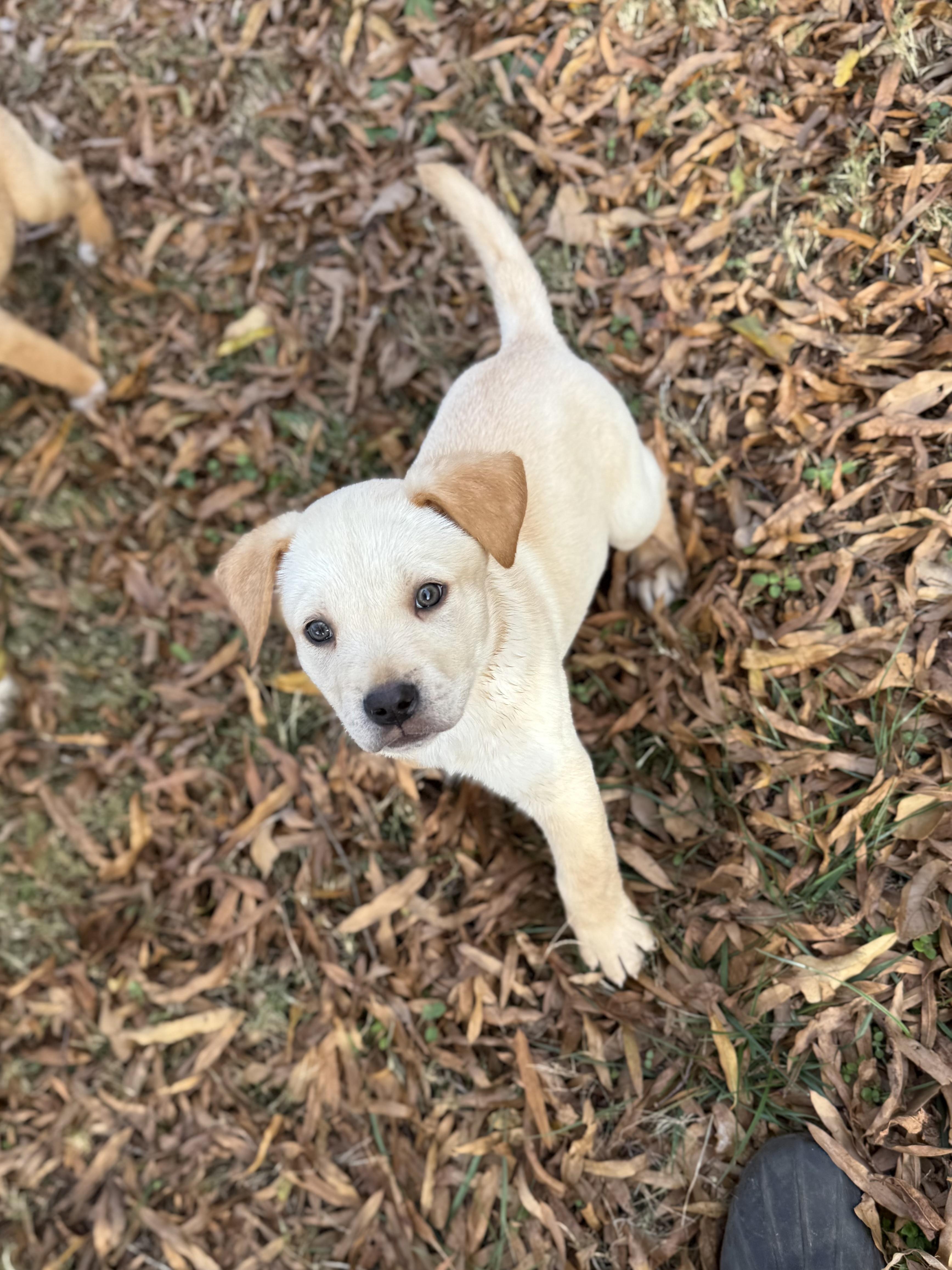 Enlarge Jep, a ADOPTABLE mixed breed in Jackson, GA image 5/6