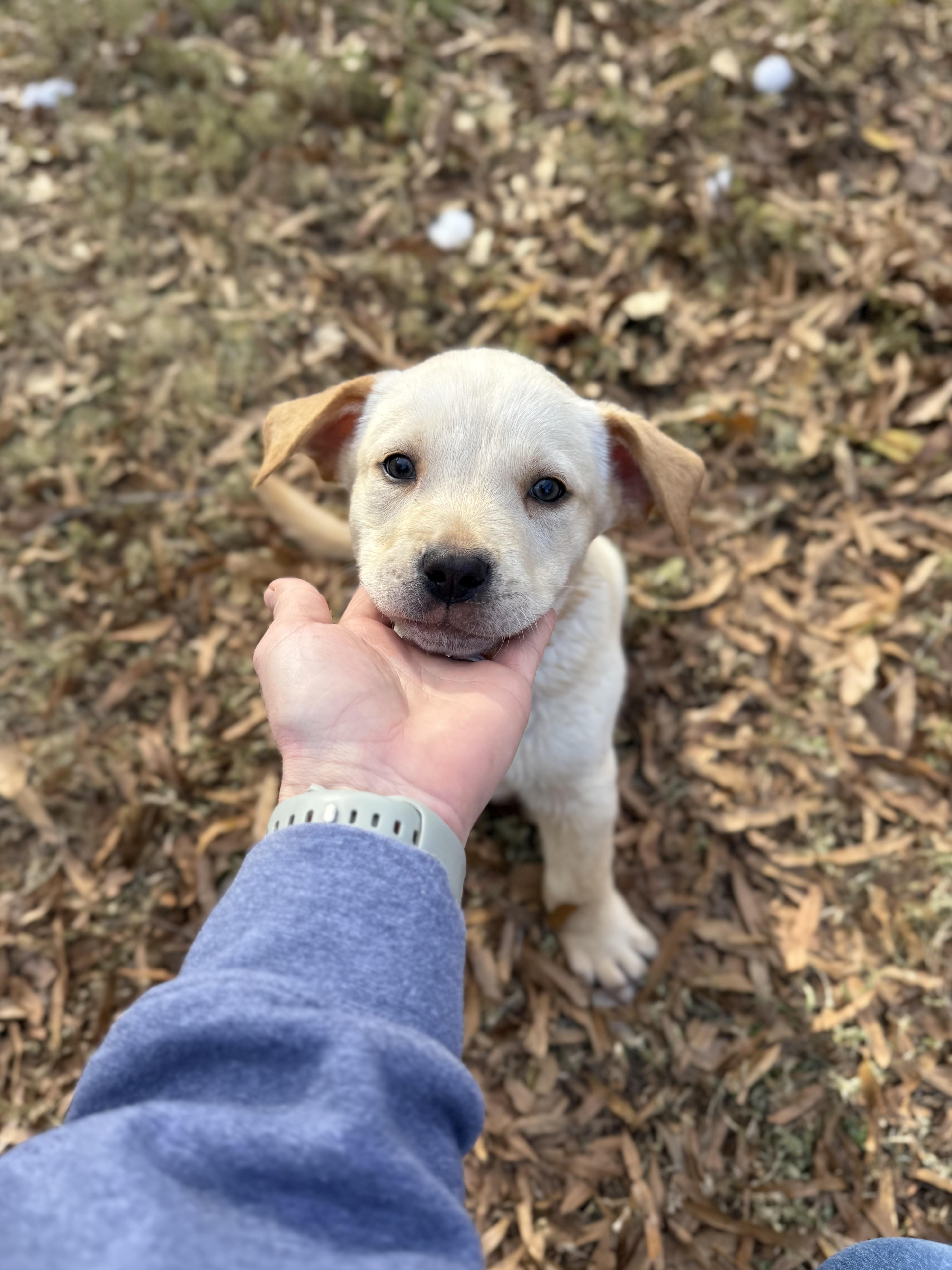 Enlarge Jep, a ADOPTABLE mixed breed in Jackson, GA image 6/6