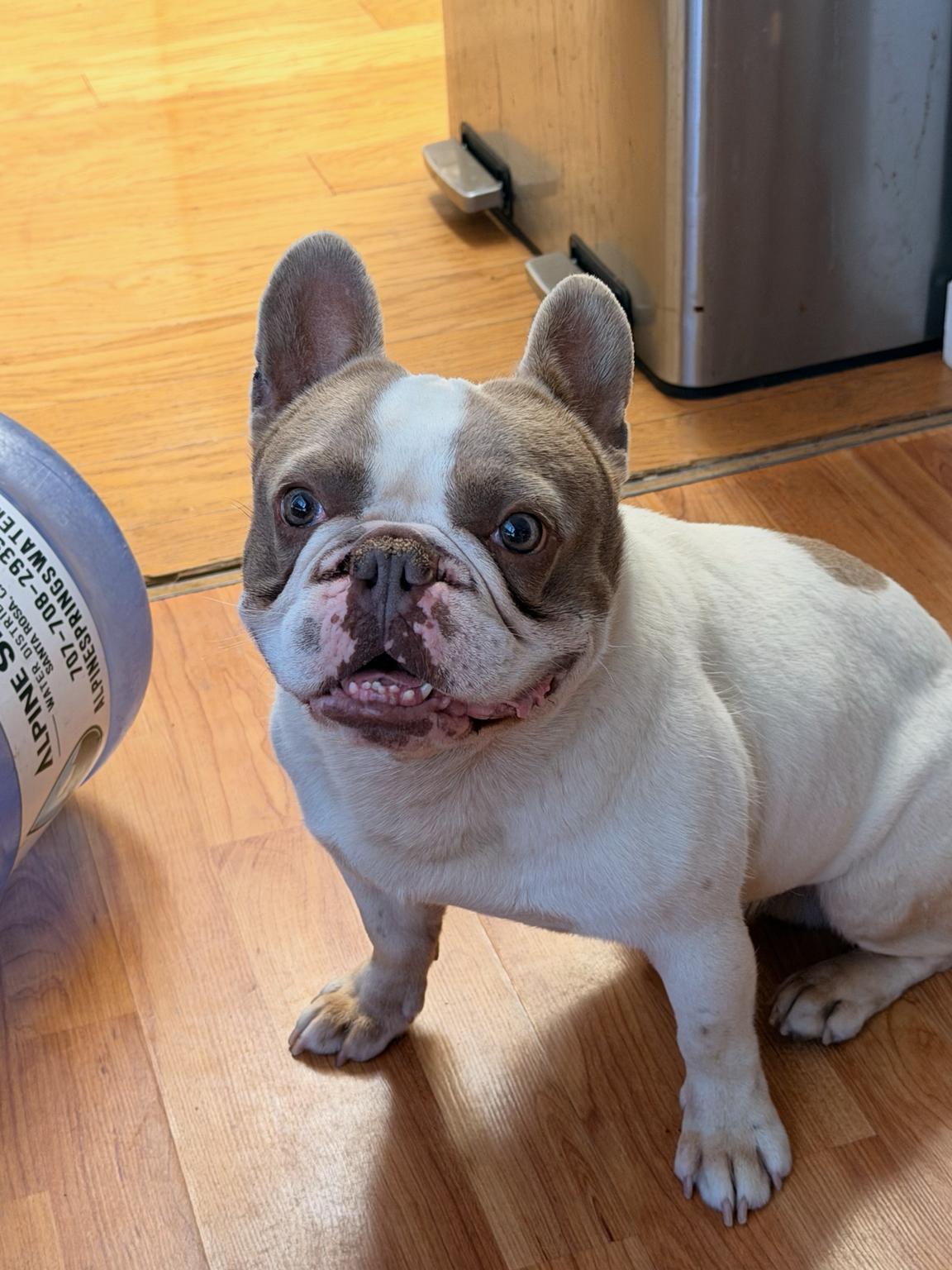 Enlarge BUDDY, an adopted French Bulldog in Pittsburg, CA image 1/2