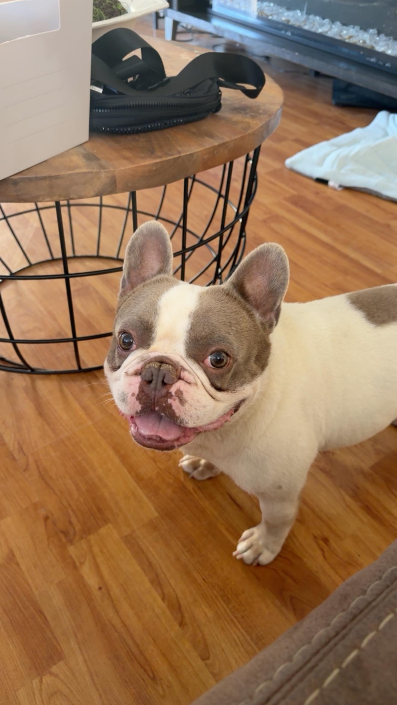 Enlarge BUDDY, an adopted French Bulldog in Pittsburg, CA image 2/2