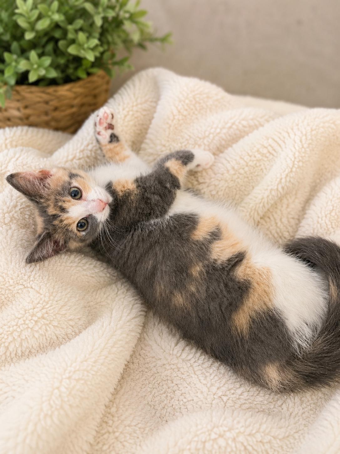 Arianna, a ADOPTABLE Dilute Calico in Andover, MN image 1/2