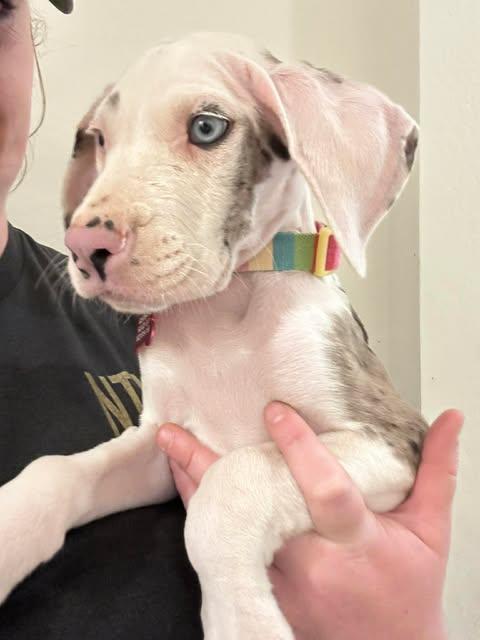 Crema, Adoptable, Puppy Female Great Dane.