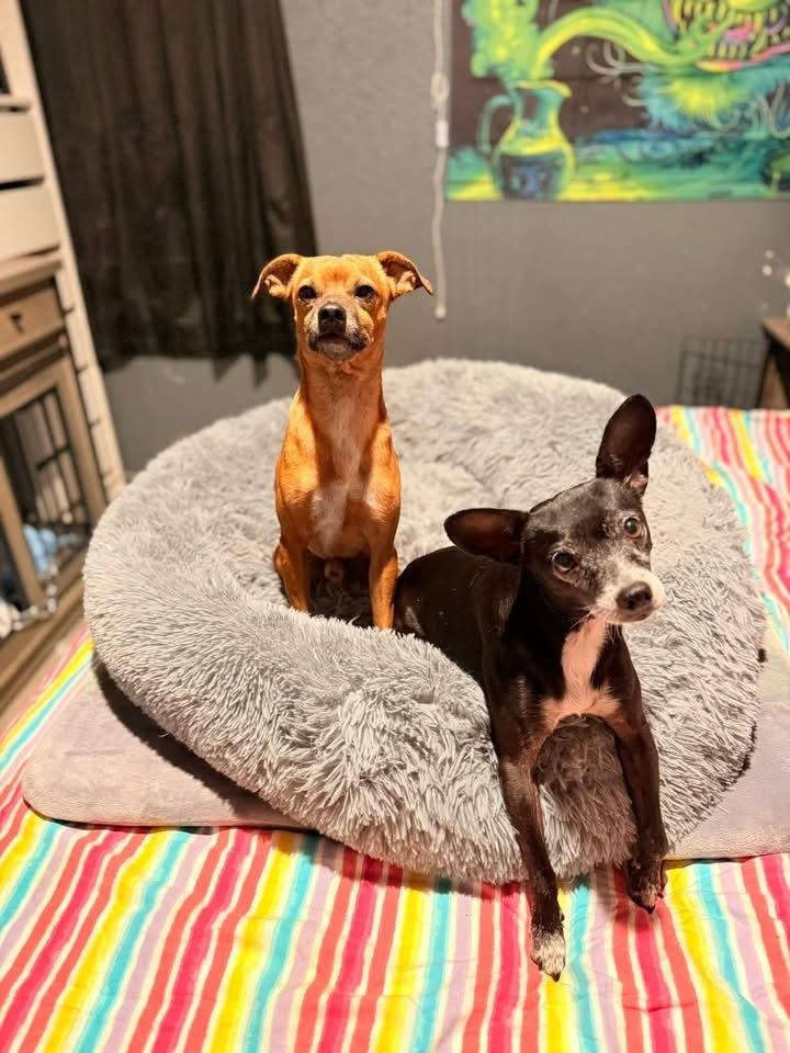 Enlarge Tom, a Adoptable Chihuahua in Denver, CO image 1/6