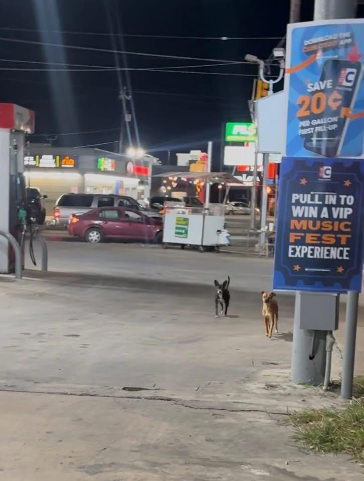 Enlarge Tom, a Adoptable Chihuahua in Denver, CO image 3/6