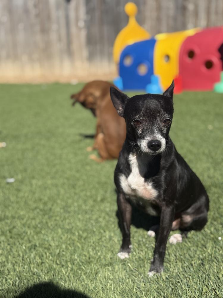 Enlarge Tom, a Adoptable Chihuahua in Denver, CO image 4/6