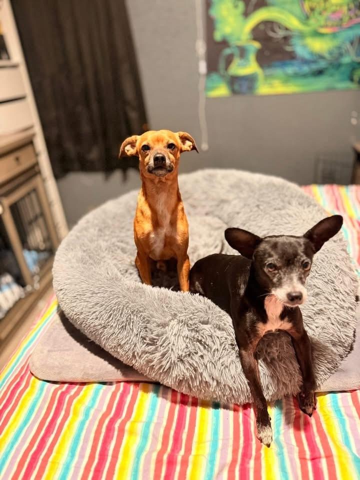 Enlarge Tom, a Adoptable Chihuahua in Denver, CO image 5/6