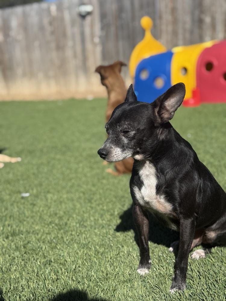 Enlarge Tom, a Adoptable Chihuahua in Denver, CO image 6/6