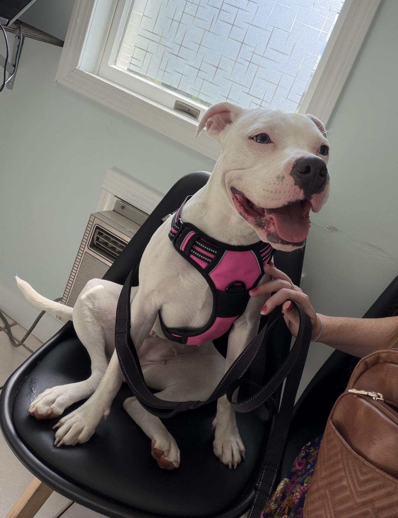 Enlarge Maggie, a Adopted mixed breed in Billings, MT image 4/6