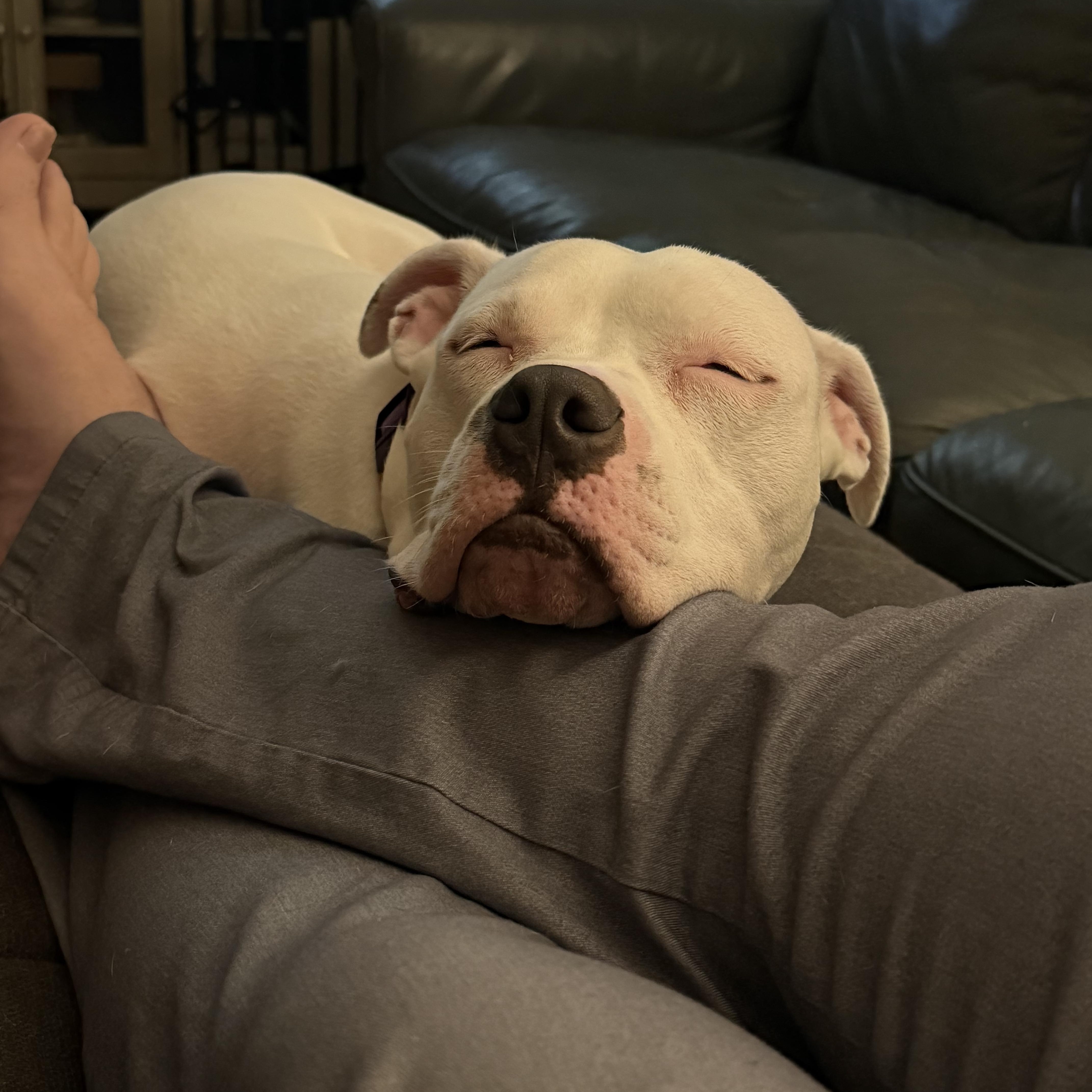 Enlarge Maggie, a Adopted mixed breed in Billings, MT image 2/6