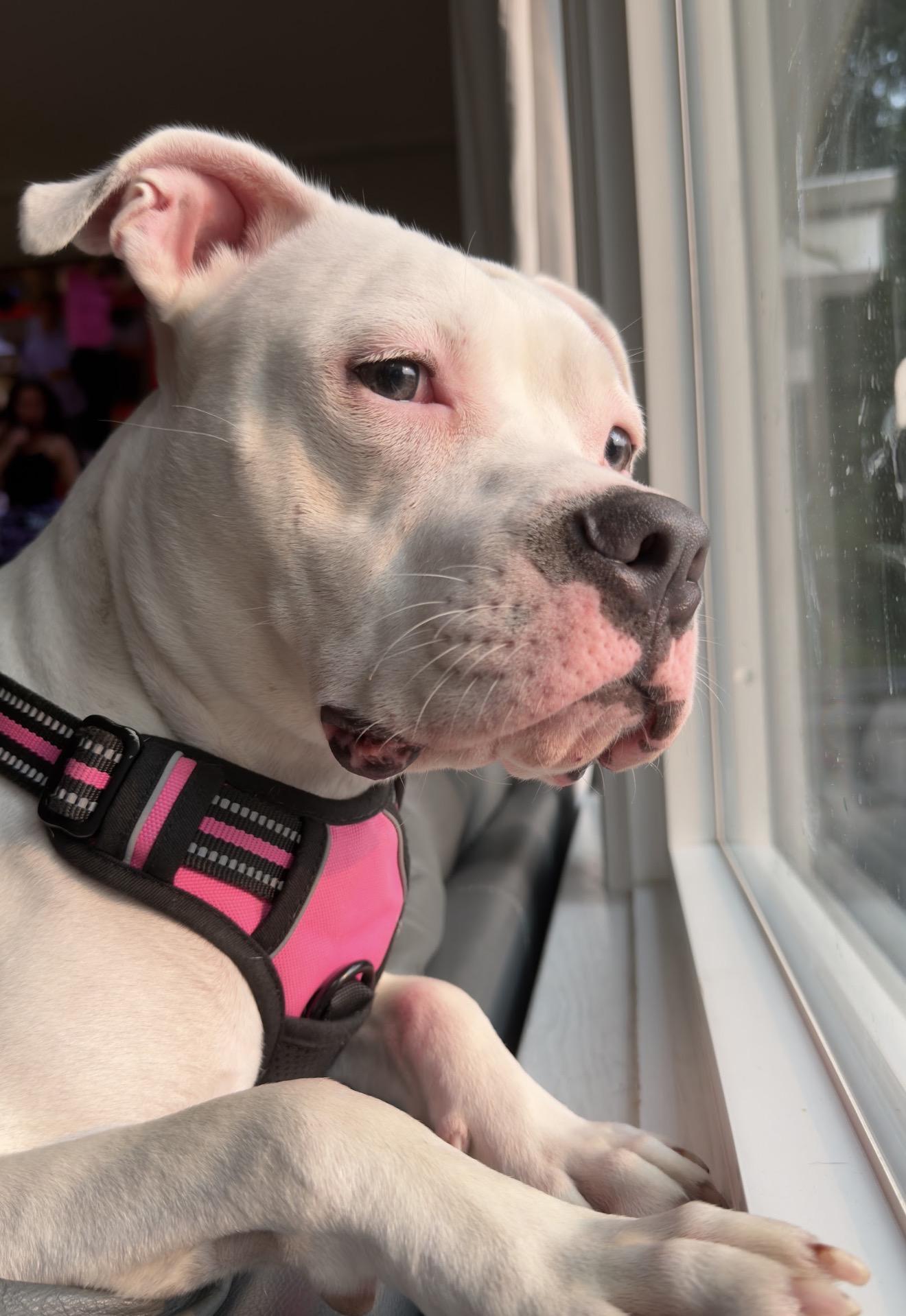 Enlarge Maggie, a Adopted mixed breed in Billings, MT image 3/6