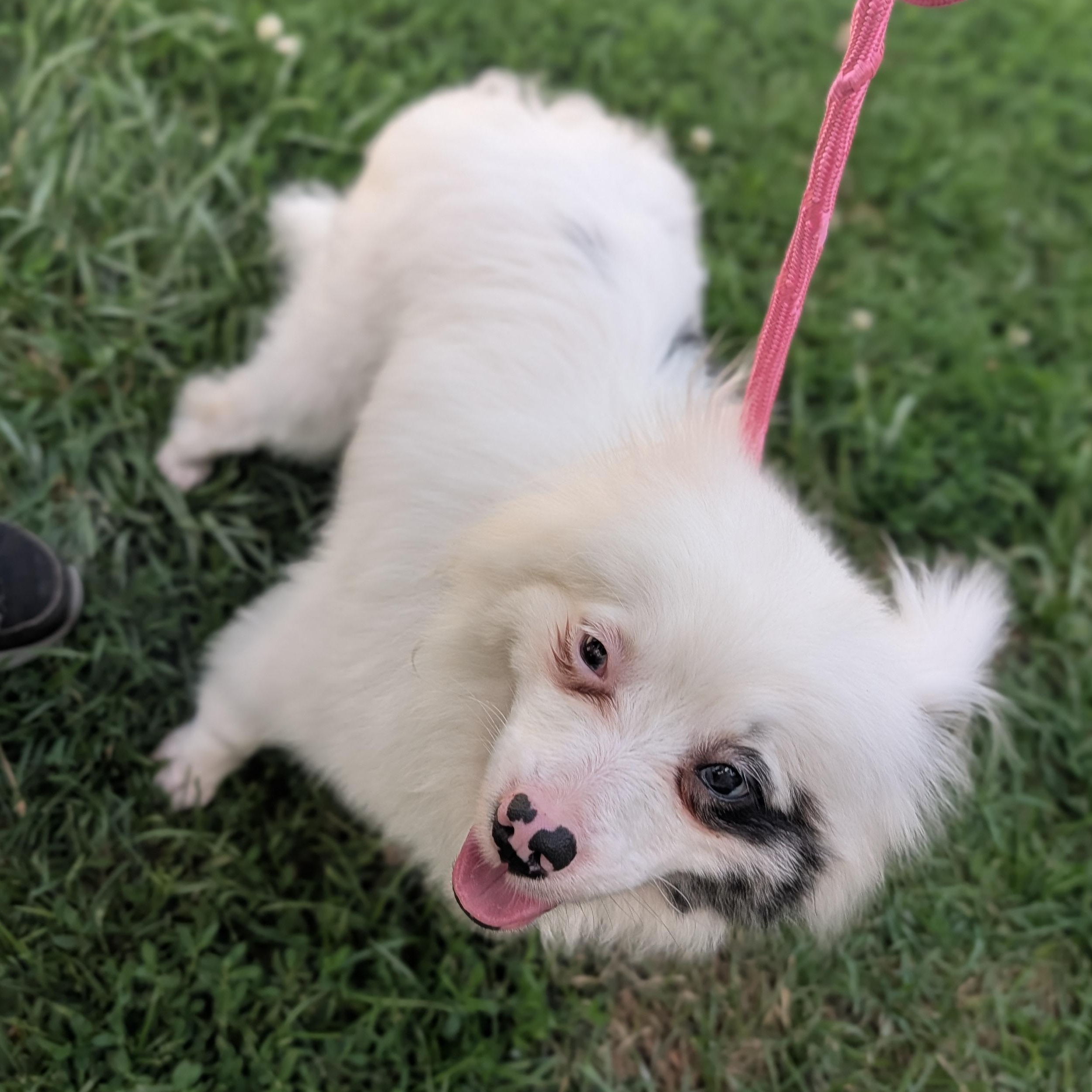 Boo, a ADOPTABLE Pomeranian in Alma, MI image 2/4