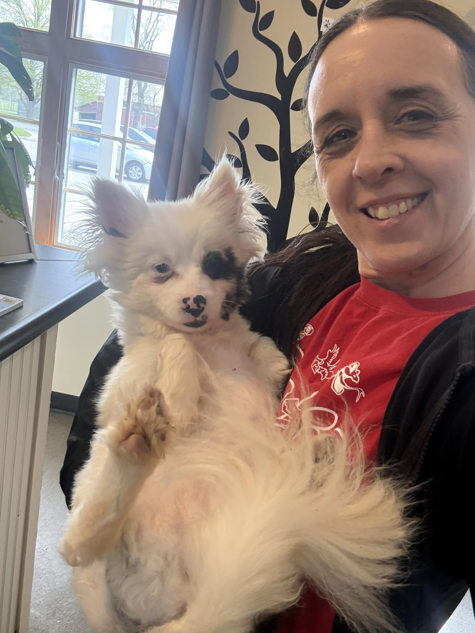 Enlarge Boo, a ADOPTABLE Pomeranian in Alma, MI image 2/2
