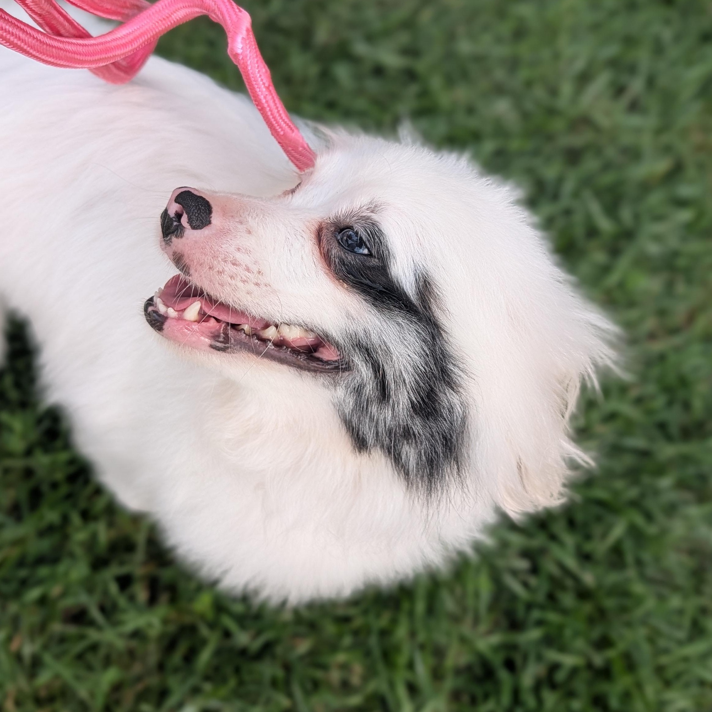Boo, a ADOPTABLE Pomeranian in Alma, MI image 1/4